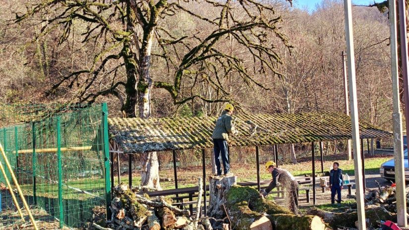 По обращению граждан в Лазаревском районе на территории избирательного округа «Дагомысский» провели кронирование деревьев 