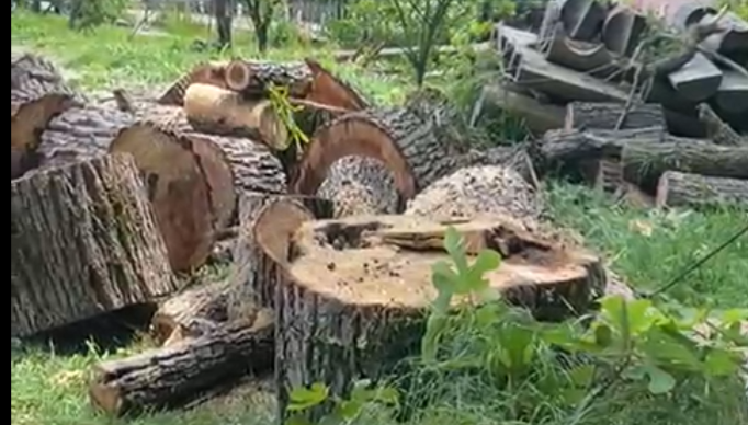 Вагаршак Григорян организовал спил аварийного дерева в п. Лоо